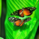victoria butterfly gardens