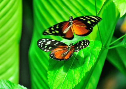 victoria butterfly gardens