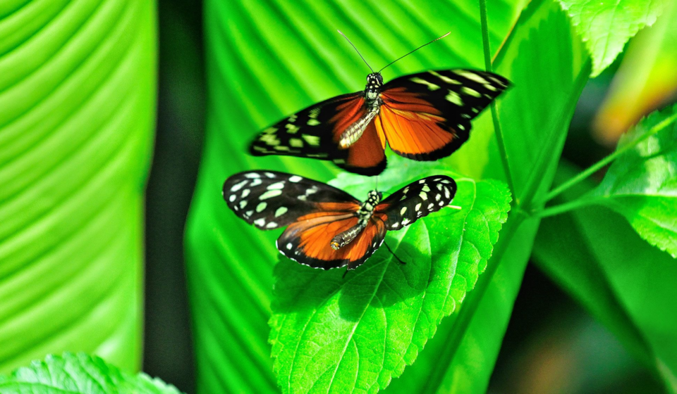 victoria butterfly gardens